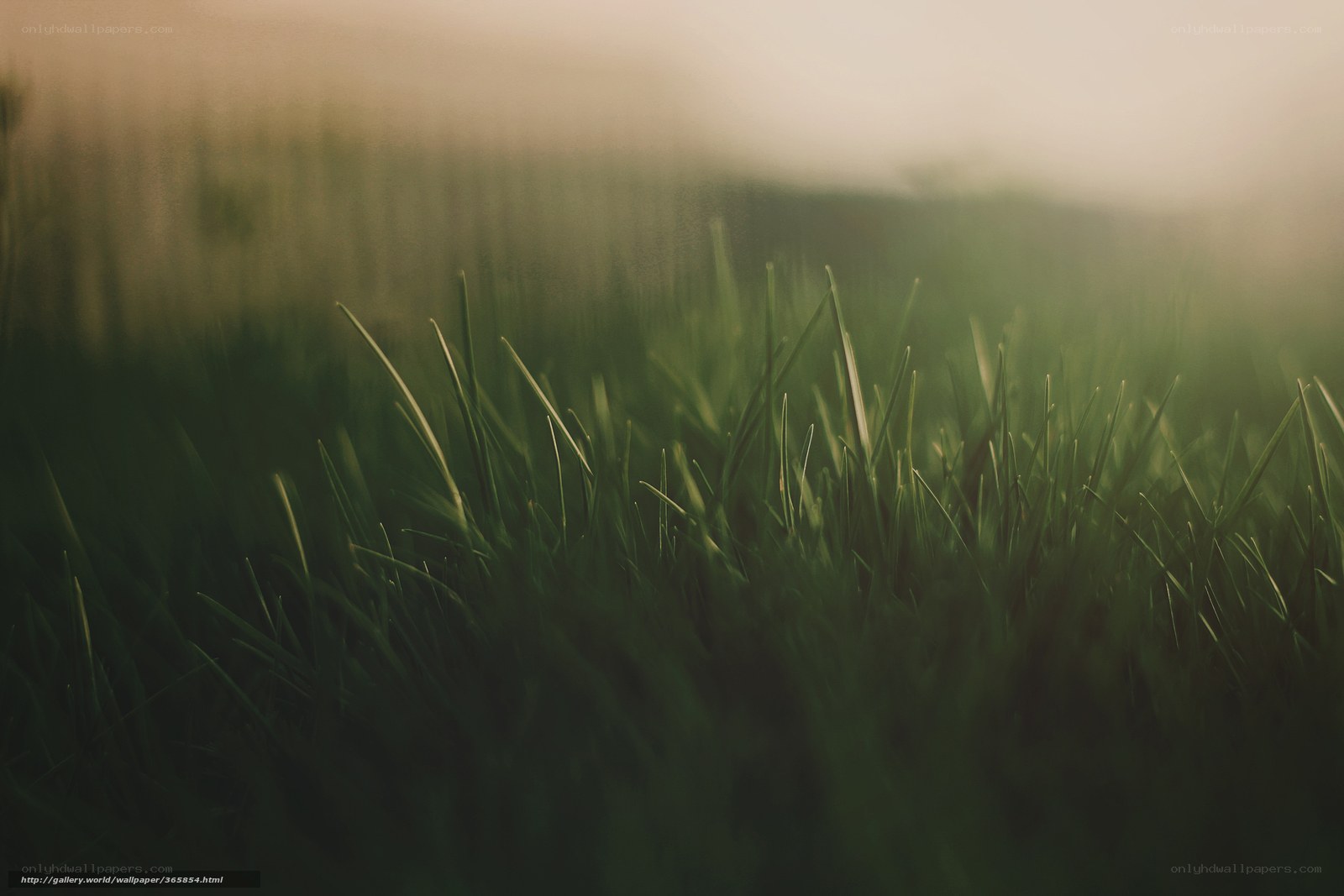 Grass in morning light