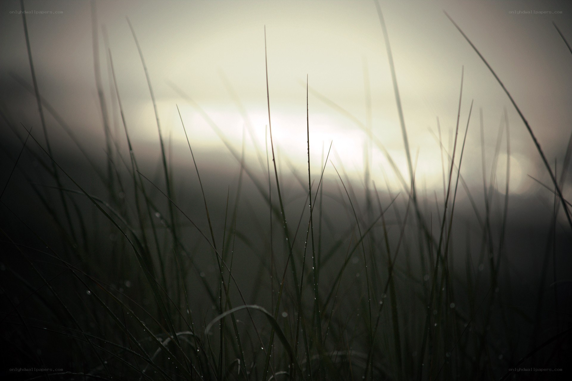 Grass in morning mist