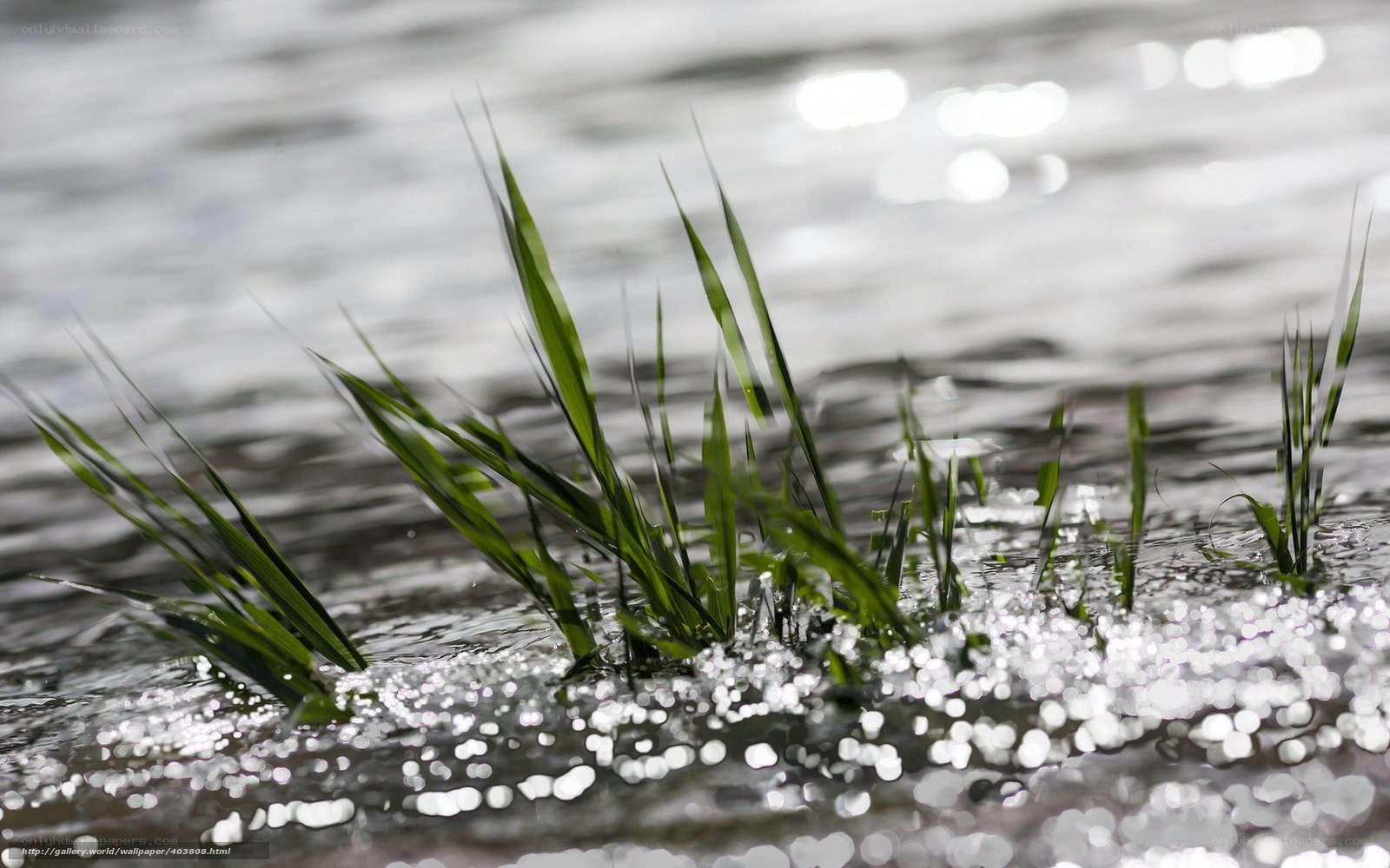 Grass in rippling water
