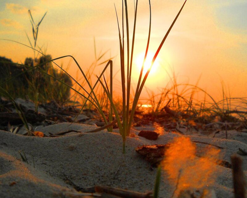Grass in Sand at Sunset — Orange, Serene