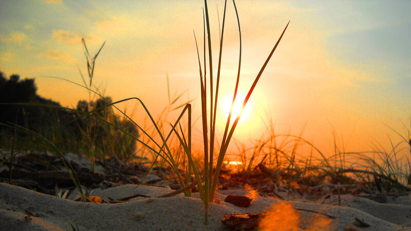 Grass in Sand at Sunset — Orange