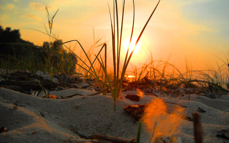 Grass in Sand at Sunset