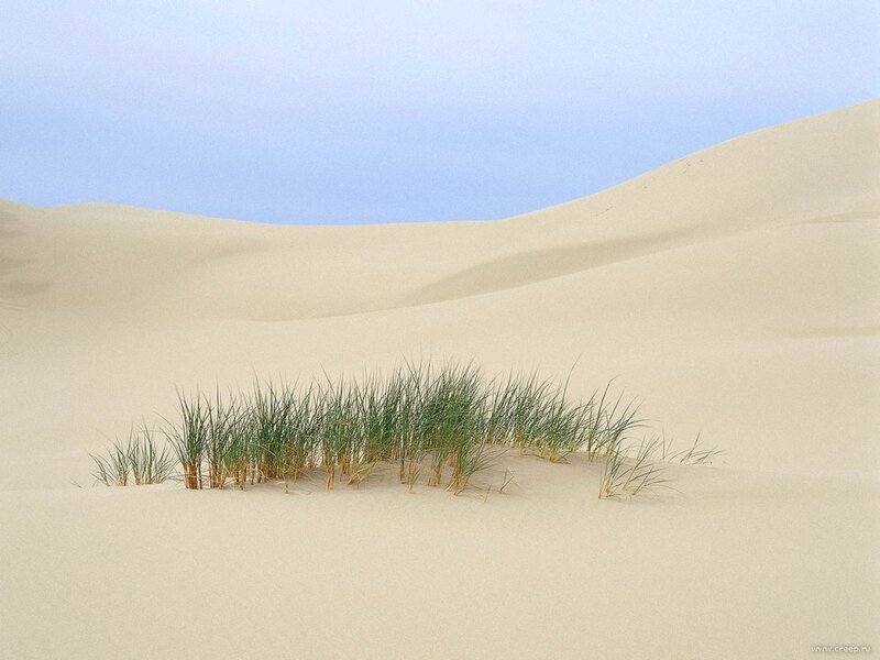 Grass in Sand Dunes