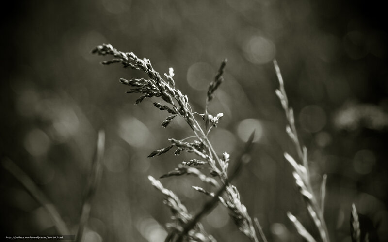 Grass in Sepia Light