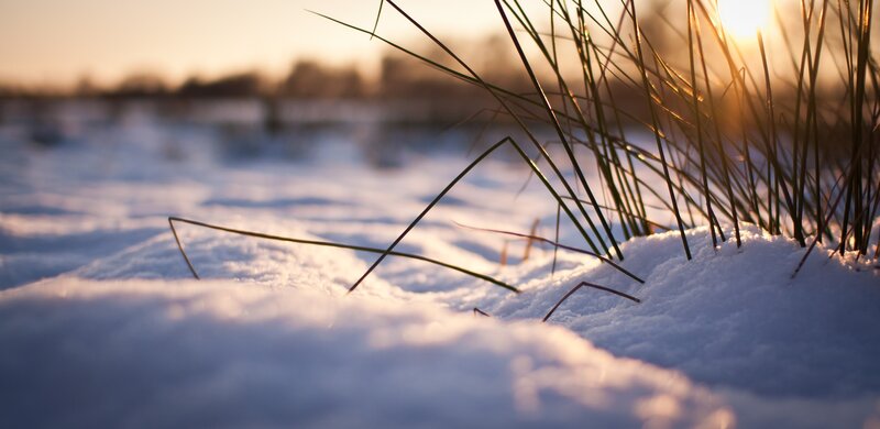 Grass in snow at sunset
