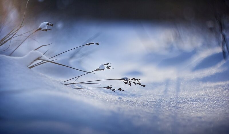 Grass in Snow — Blue