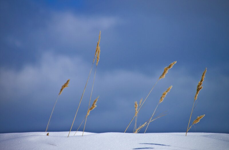 Grass in Snow