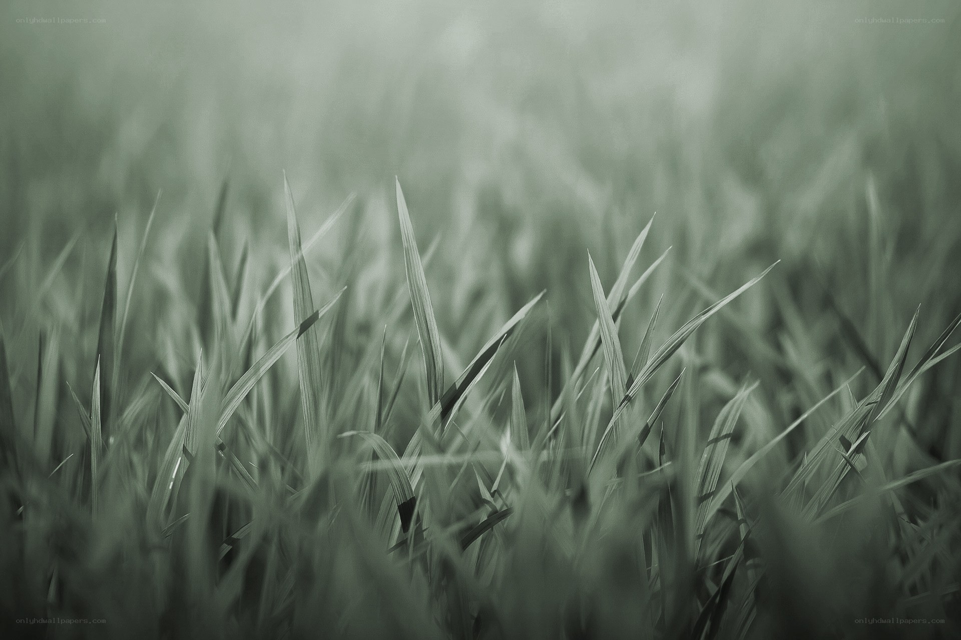 Grass in soft focus