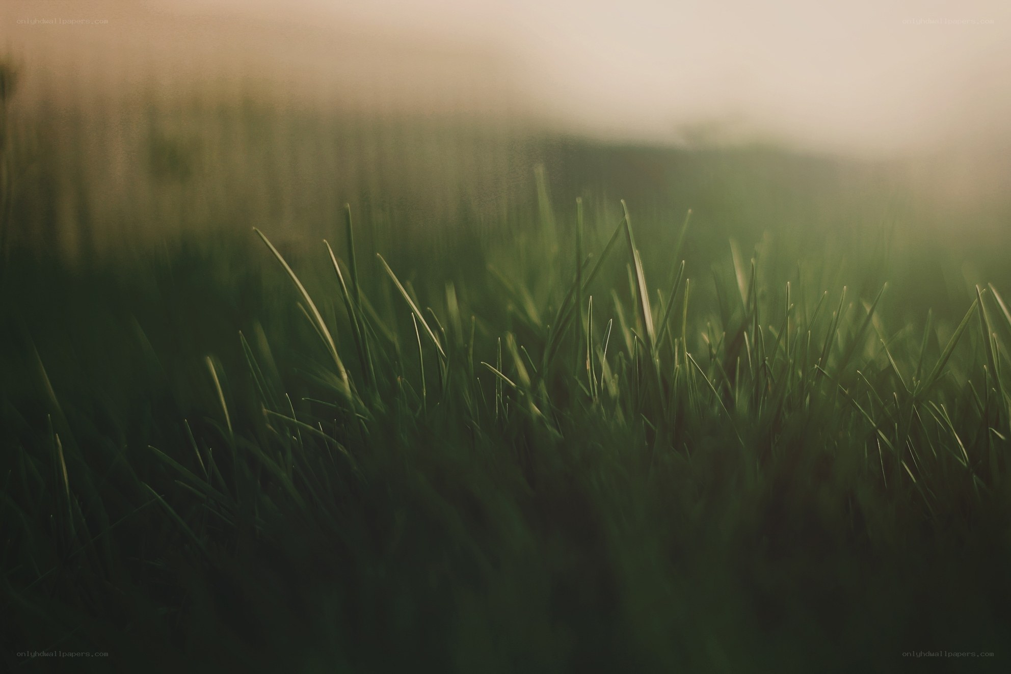 Grass in soft morning light