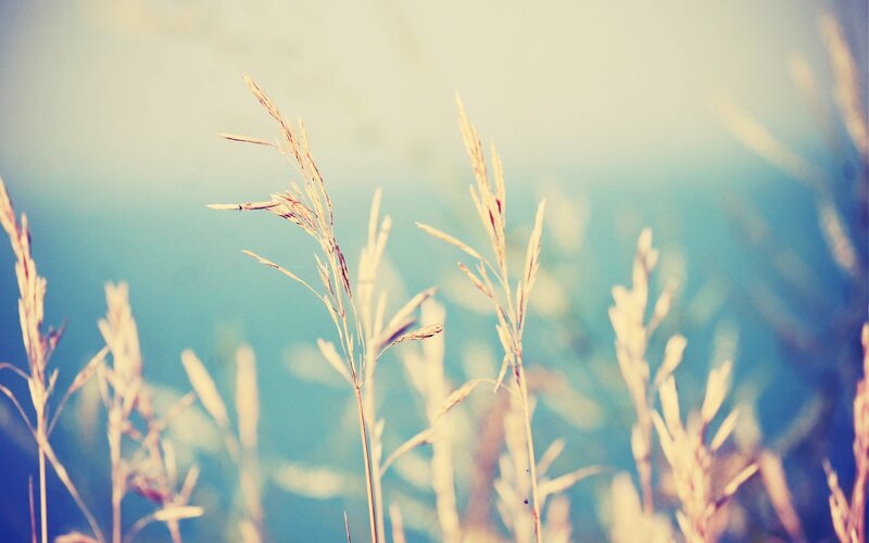 Grass in soft sunlight
