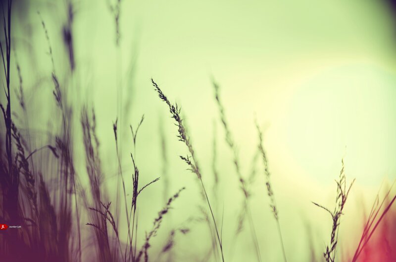 Grass in soft sunlight