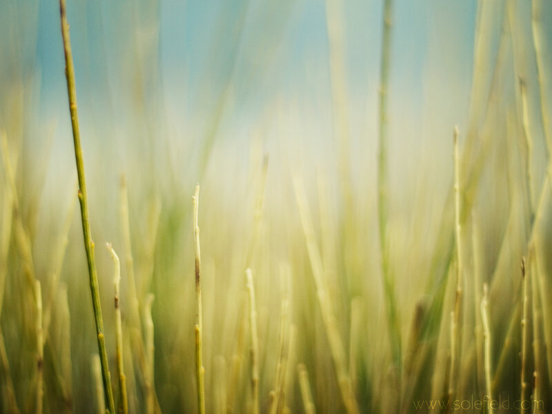 Grass in Sunlight