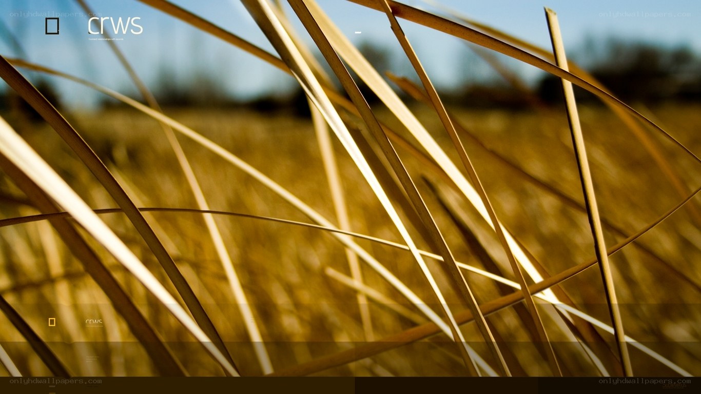 Grass in sunlight
