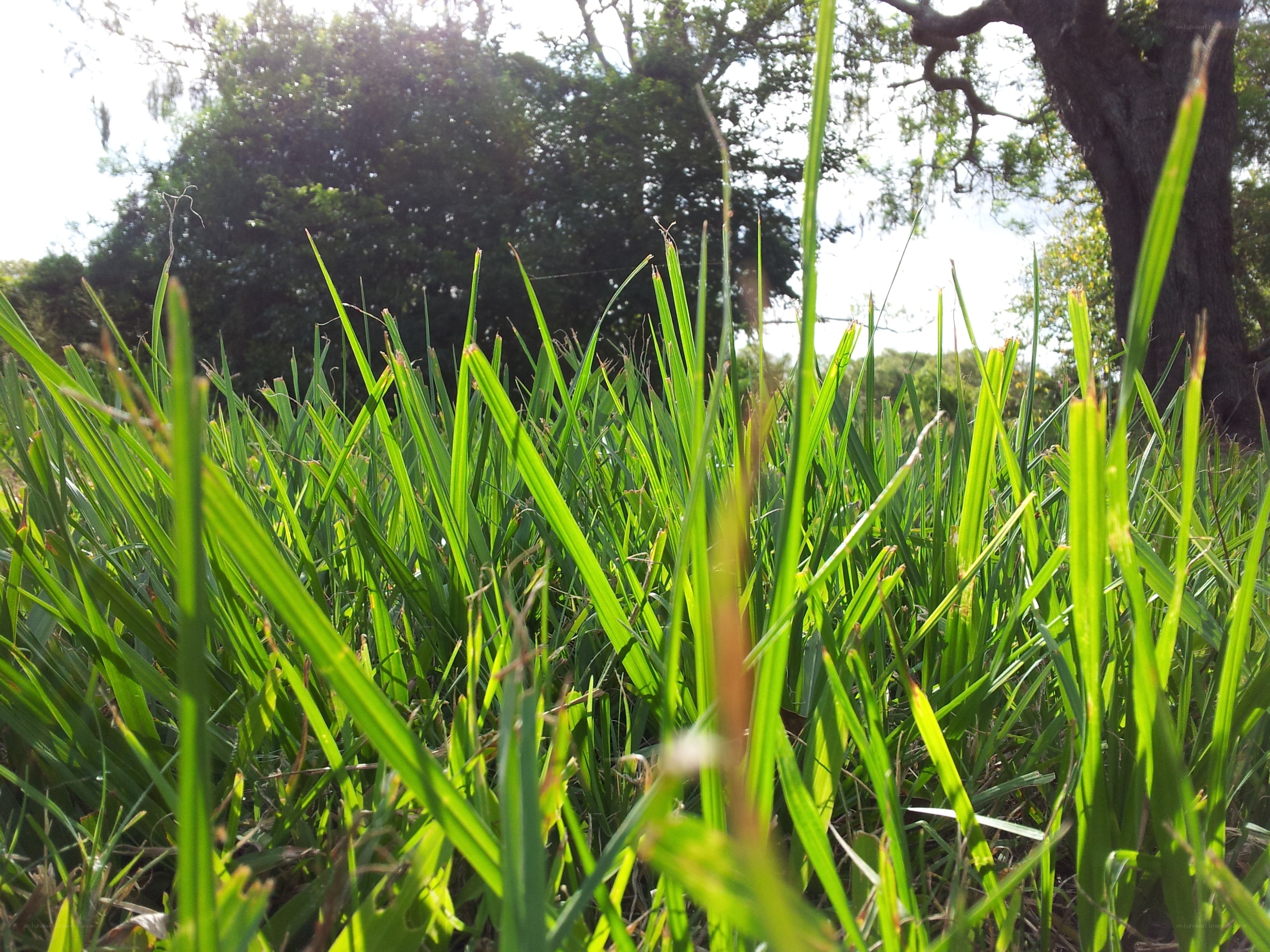 Grass in sunlight