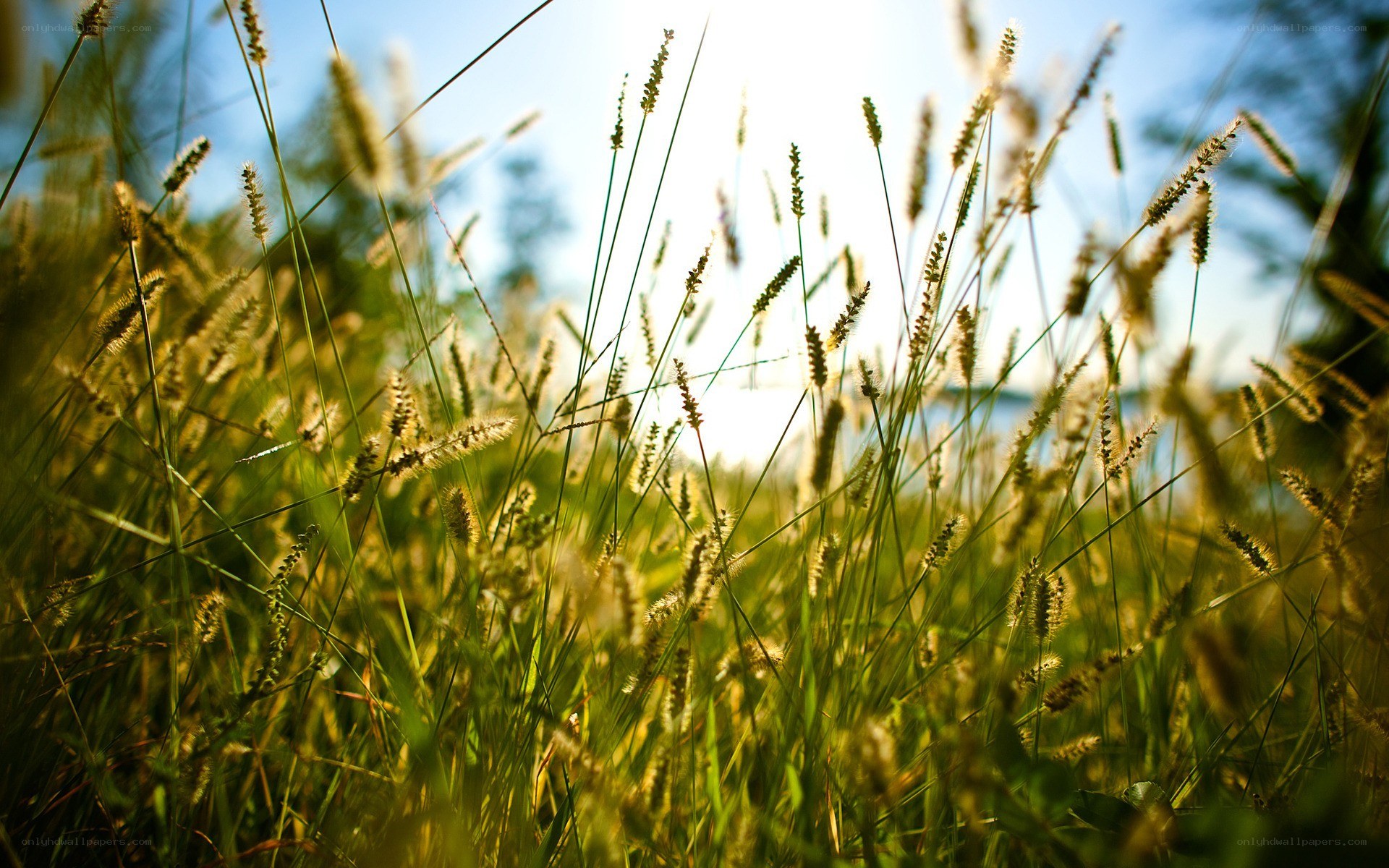 Grass in Sunlight