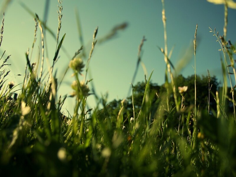 Grass in sunlight