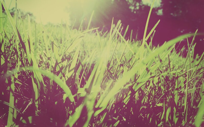 Grass in sunlight
