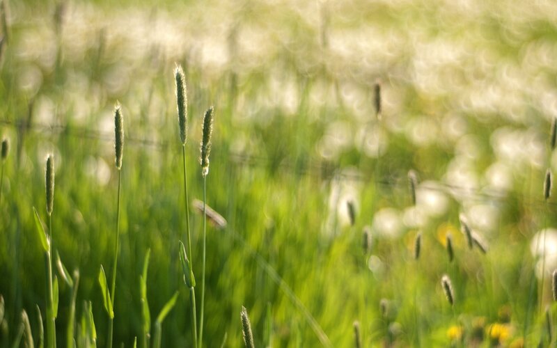 Grass in Sunlight
