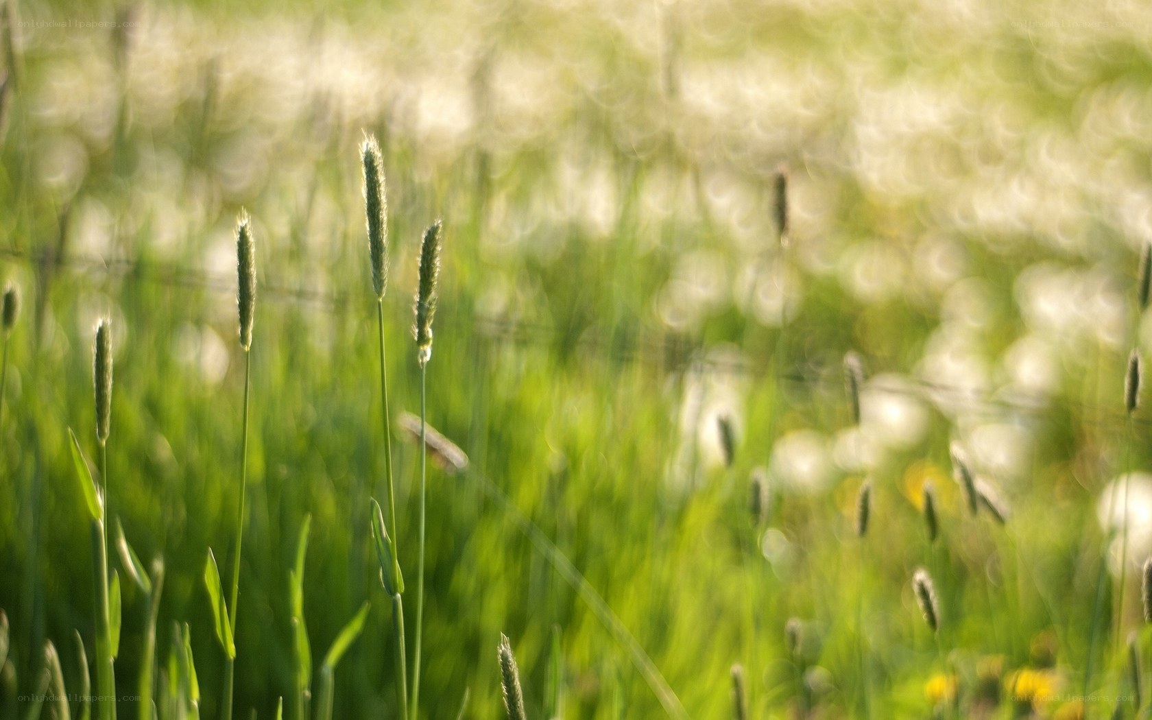 Grass in Sunlight