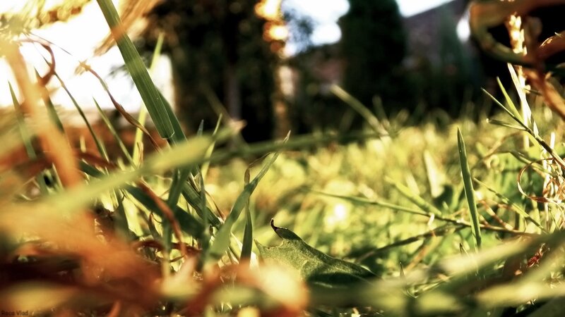Grass in sunlight
