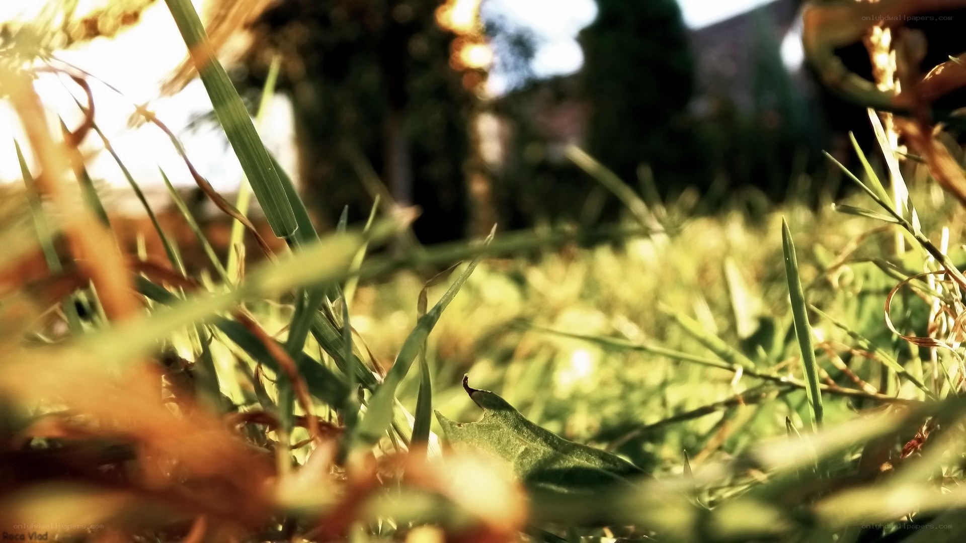 Grass in sunlight
