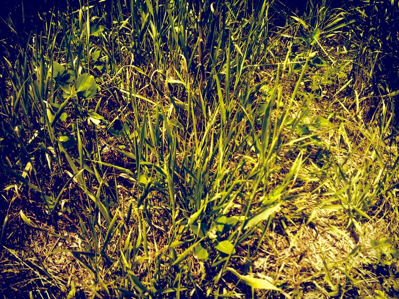 Grass in sunlight