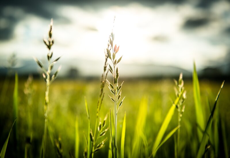 Grass in Sunlight