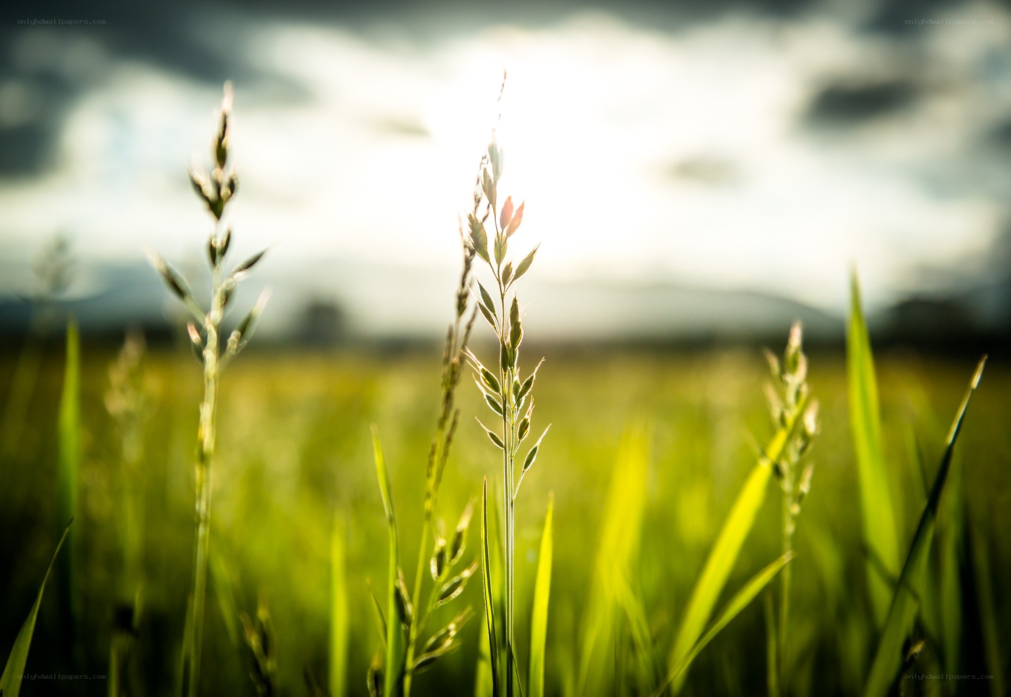 Grass in Sunlight
