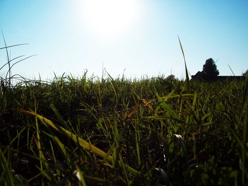 Grass in sunlight