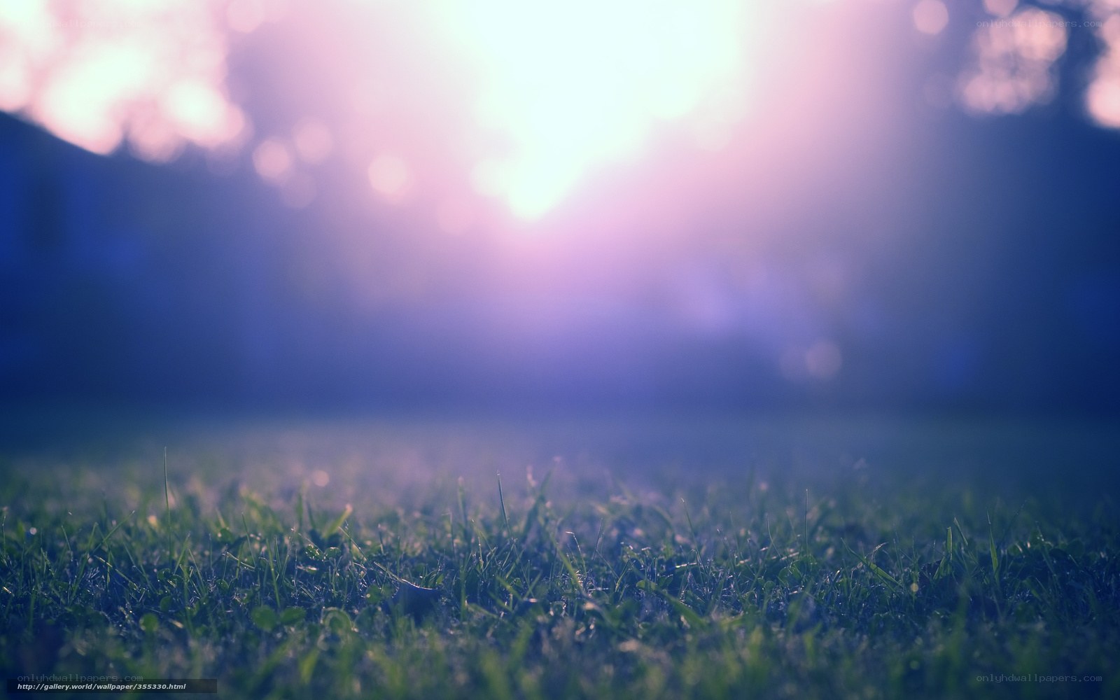 Grass in sunlight