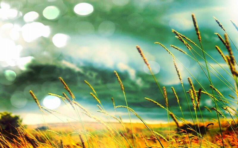 Grass in Sunlight Field