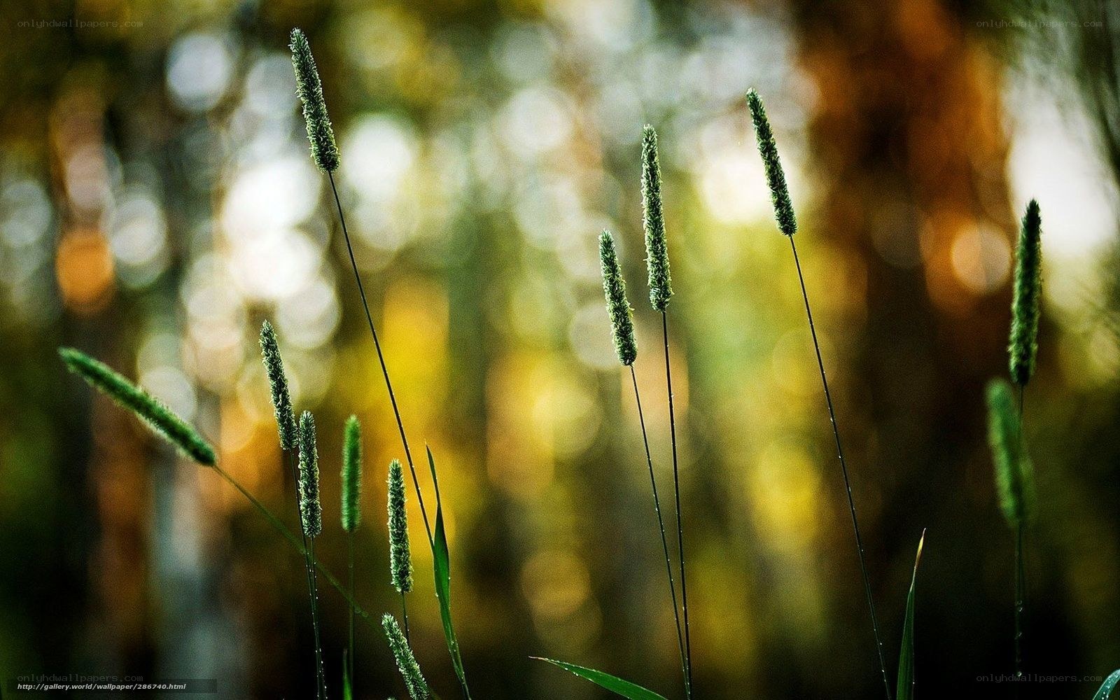Grass in Sunlight Forest