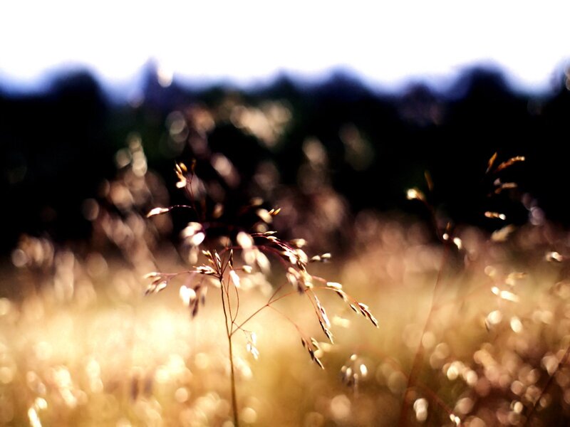 Grass in Sunlight — Gold