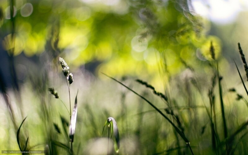 Grass in Sunlight — Green, Serene, Morning