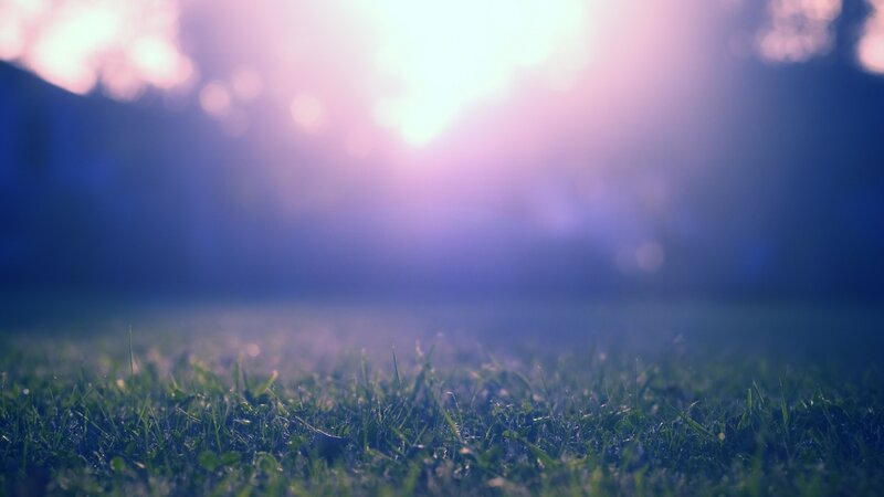 Grass in Sunlight — Green, Serene, Sunset, Photograph, Bokeh