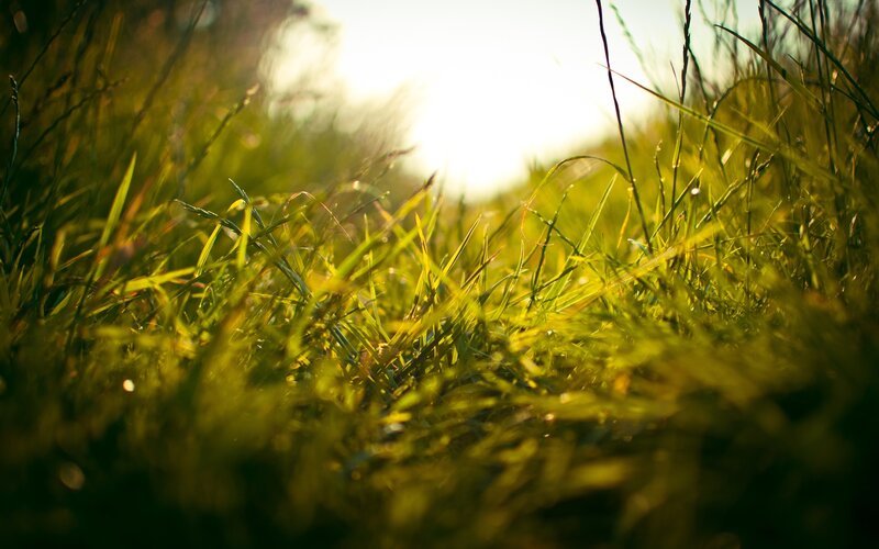 Grass in Sunlight — Green, Serene, Sunset, Photograph, Dew