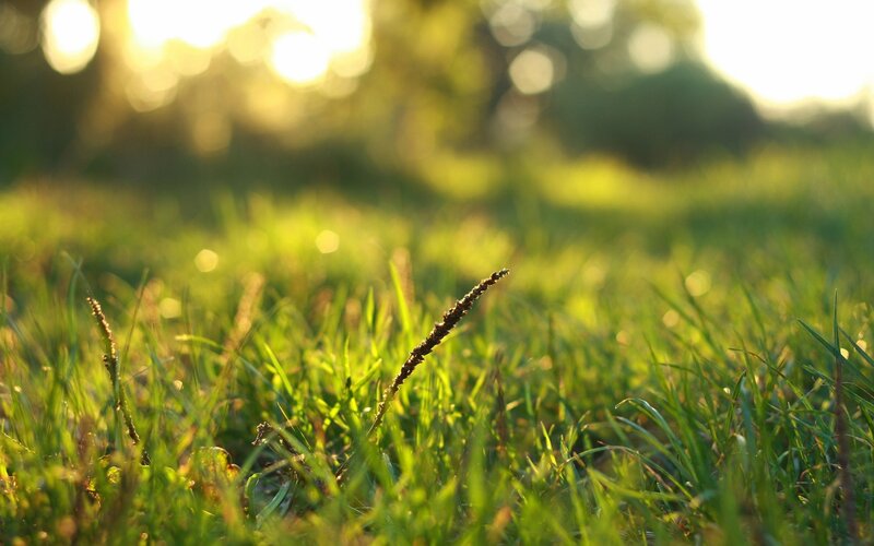 Grass in Sunlight — Green, Serene, Sunset, Photograph, Field