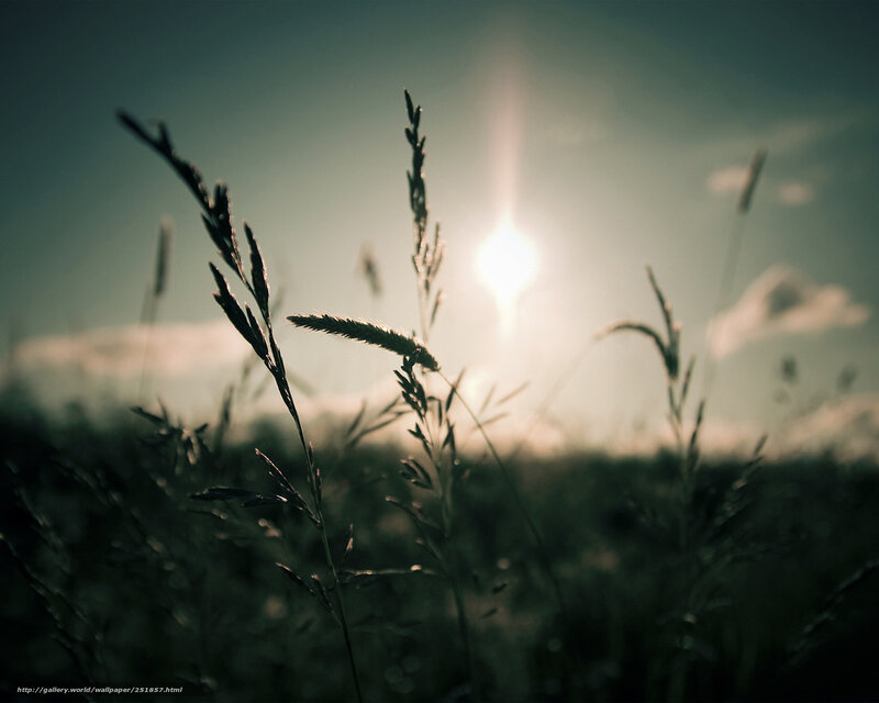 Grass in Sunlight — Green, Serene, Sunset, Photograph, Sun, Sky, Clouds