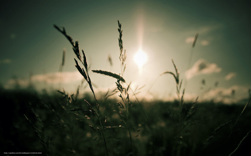 Grass in Sunlight — Green, Serene, Sunset, Photograph, Sun, Sky
