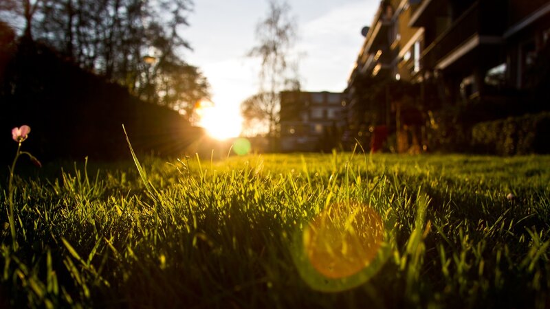 Grass in Sunlight — Green, Serene, Sunset, Photograph, Sun