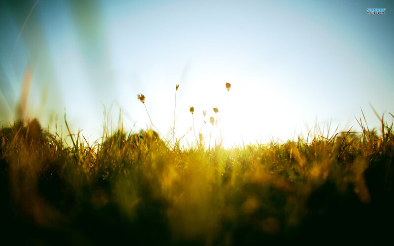 Grass in Sunlight — Green, Serene, Sunset, Photograph