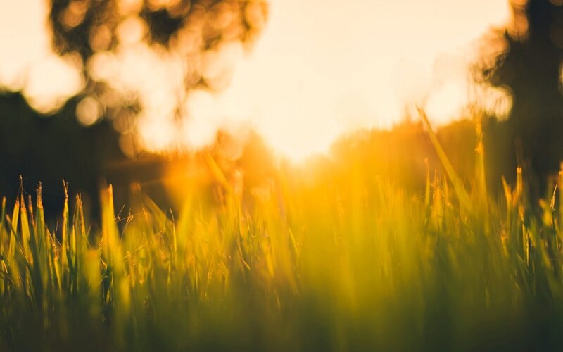 Grass in Sunlight — Green, Serene, Sunset, Photograph, Trees