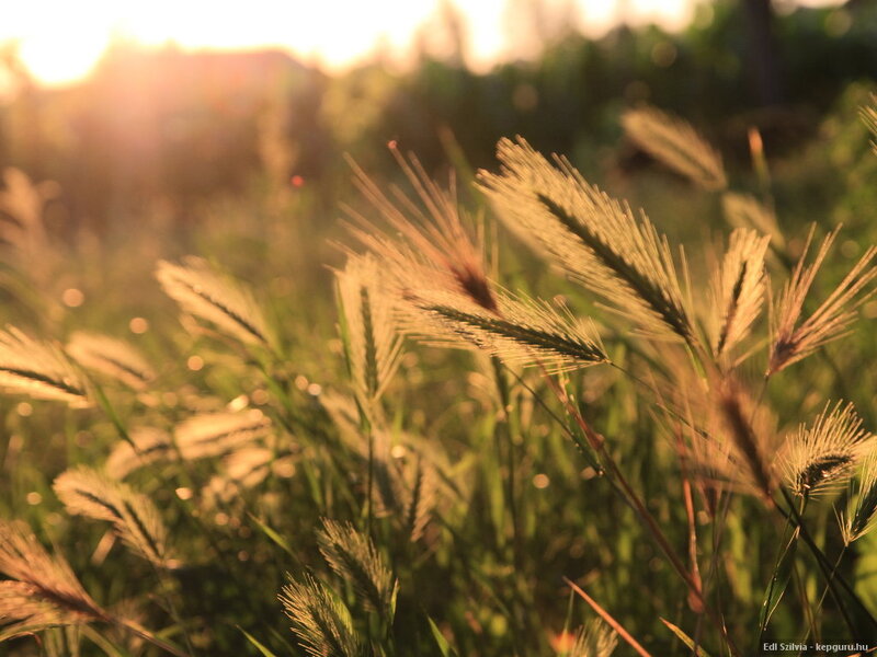 Grass in Sunlight — Green, Serene, Sunset