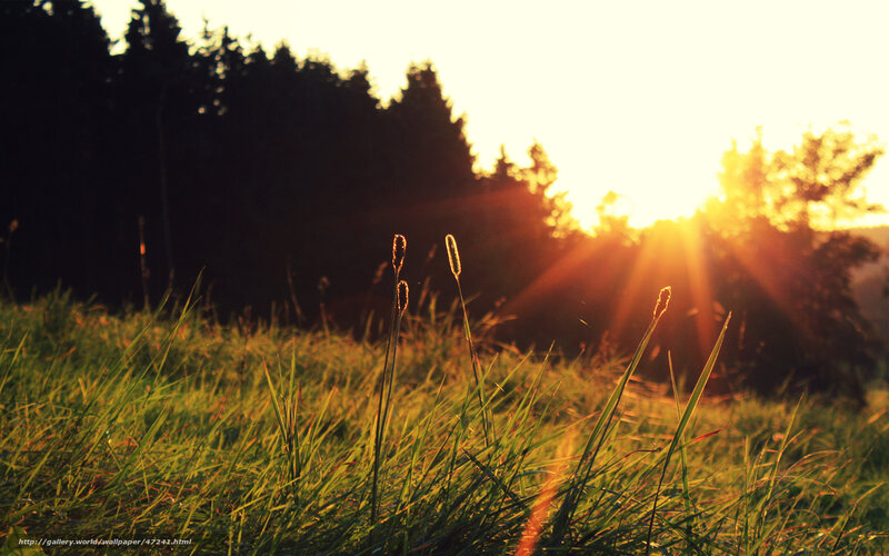 Grass in Sunlight — Green, Serene
