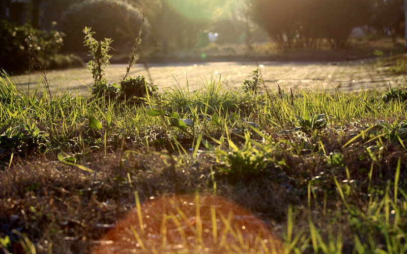 Grass in Sunlight — Green