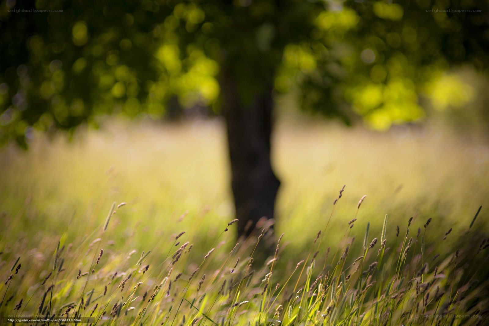 Grass in Sunlight with Tree