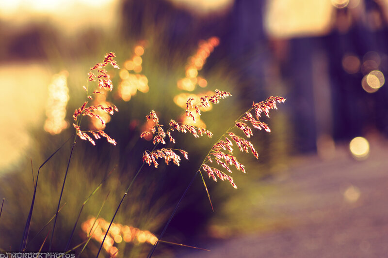 Grass in Sunlight — Yellow, Serene, Sunset, Photograph, Bokeh
