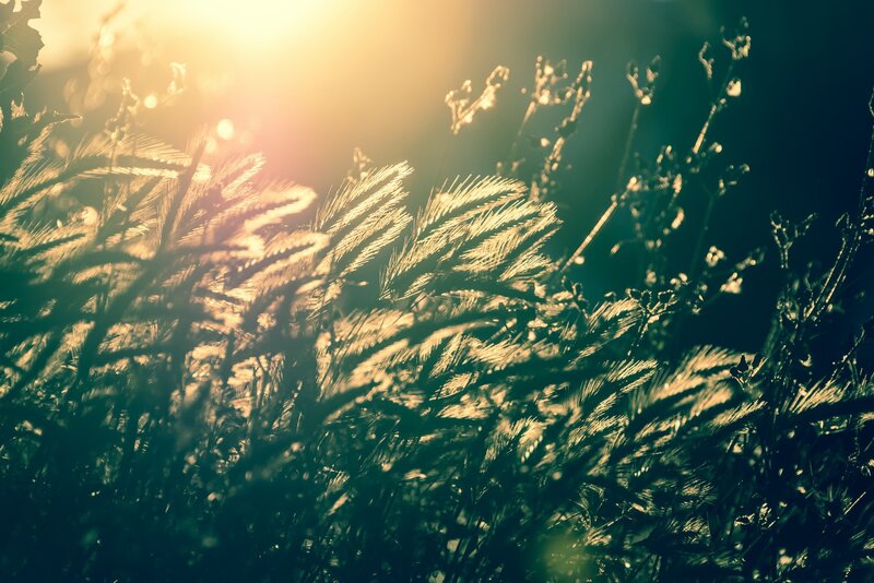 Grass in Sunlight — Yellow, Serene, Sunset, Photograph, Plants