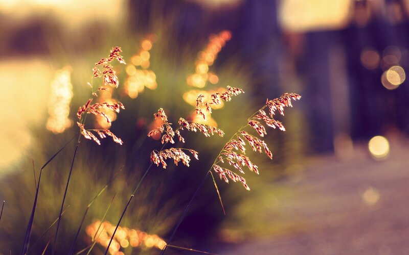 Grass in Sunlight — Yellow, Serene, Sunset, Photograph