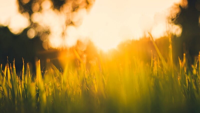 Grass in Sunlight — Yellow, Serene, Sunset, Photograph, Trees